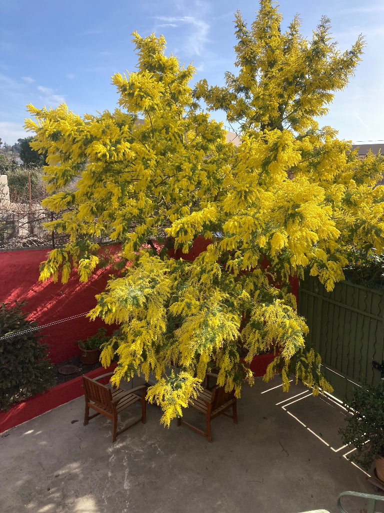 photo portrait Rachida Brahim