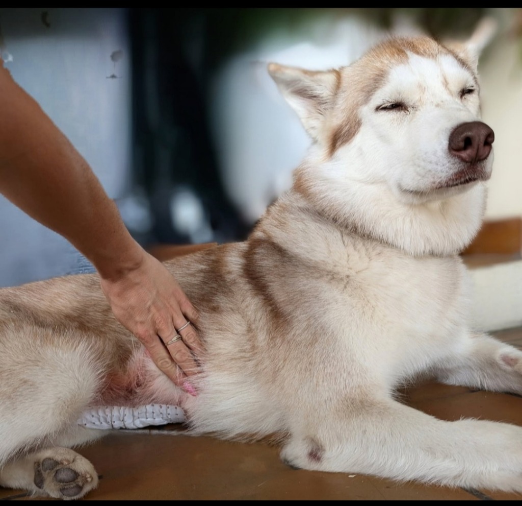 photo activite Garzino Patricia 