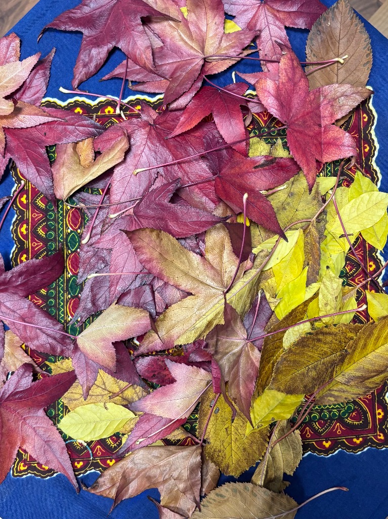 photo activite Chemin des couleurs