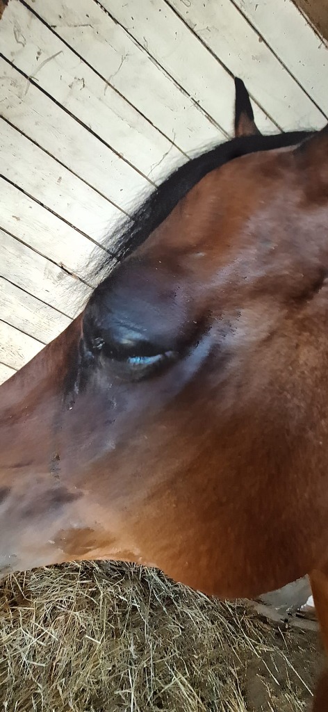 photo activite Walczak Aurelien