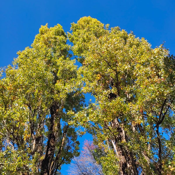 photo seance Roselyne Huvenoy 