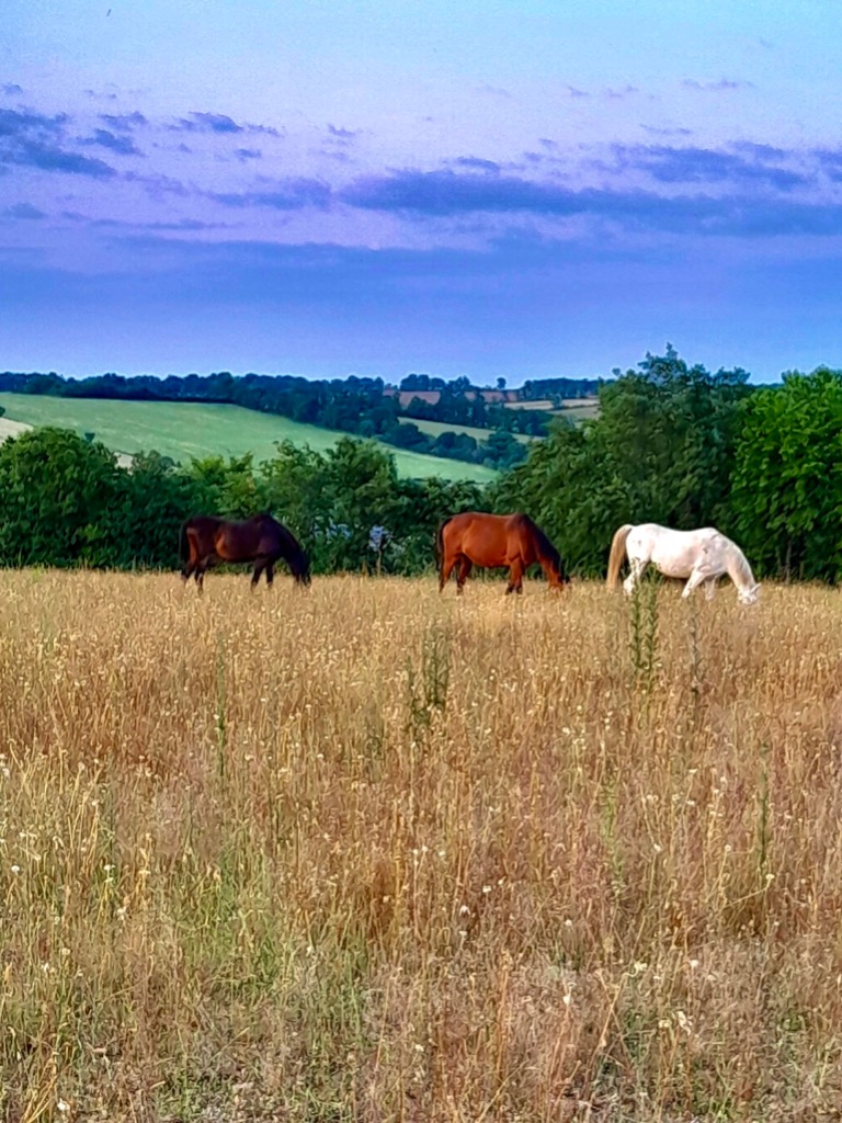 photo cabinet Cheval faiseur de paix