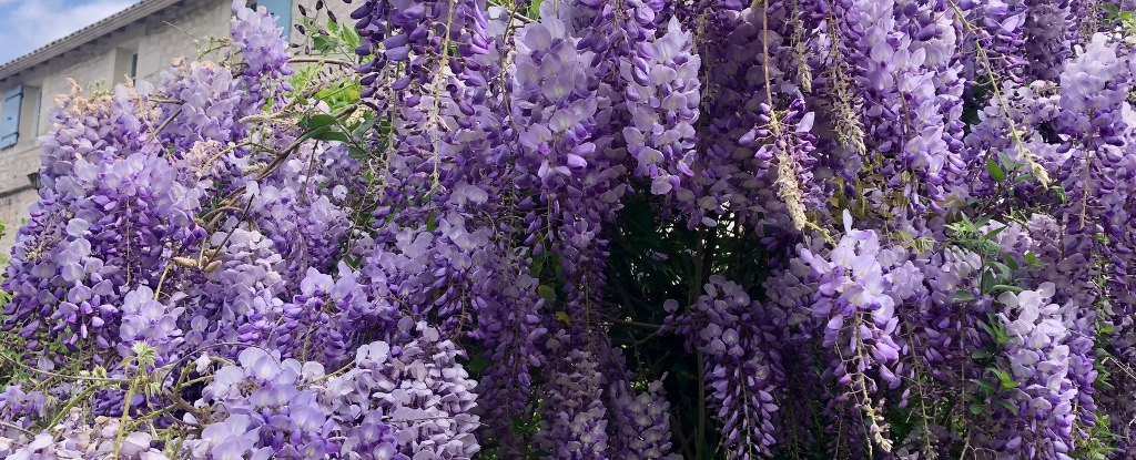 photo cabinet Helene Laloux Kinésiologie