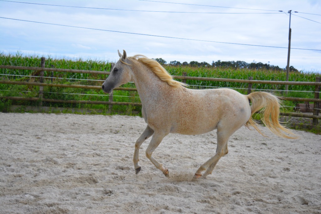 photo cabinet ÉQUIFÉERIE