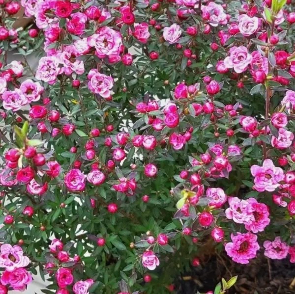 photo portrait Raphaëlle