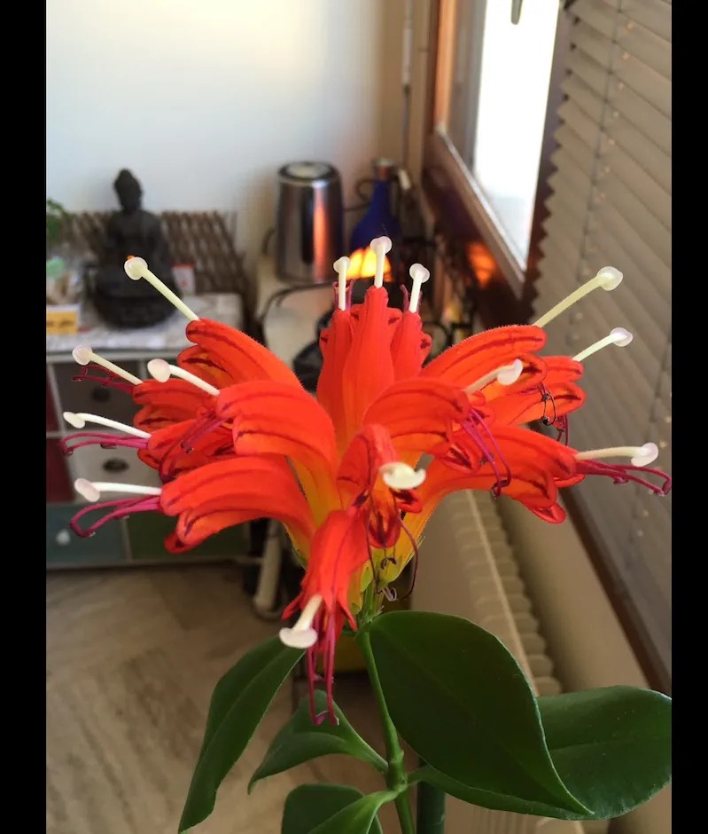 photo activite Isabelle Limousin