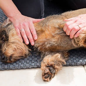 photo activite Claire Damande