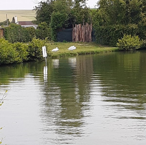 Sophie Reiki Harmonie