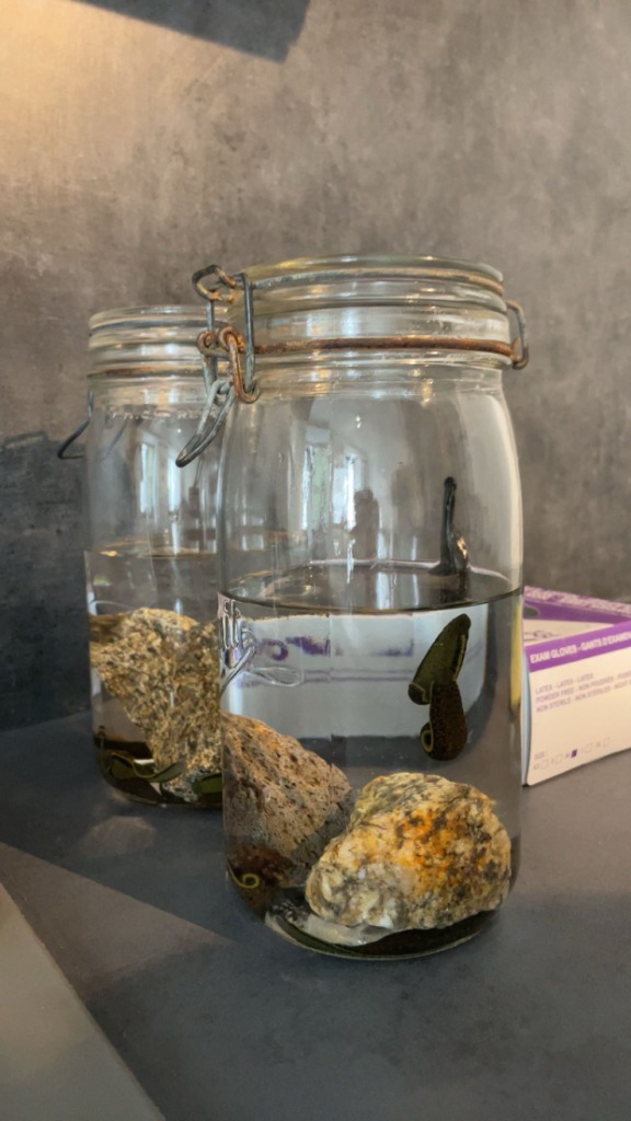 photo activite Hirudo’sang sation