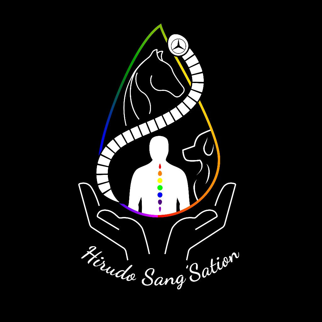 photo seance Hirudo’sang sation