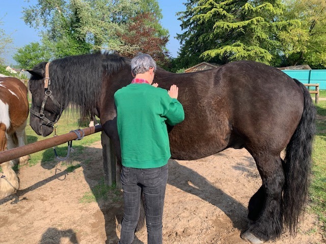 photo activite Kinésiologie Animale Séverine PEJCIC