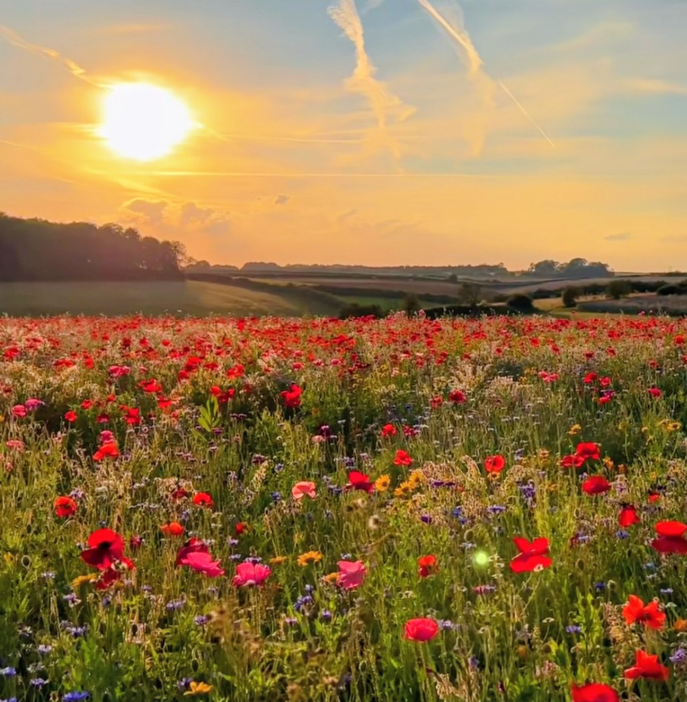 photo activite Oana MEUNIER