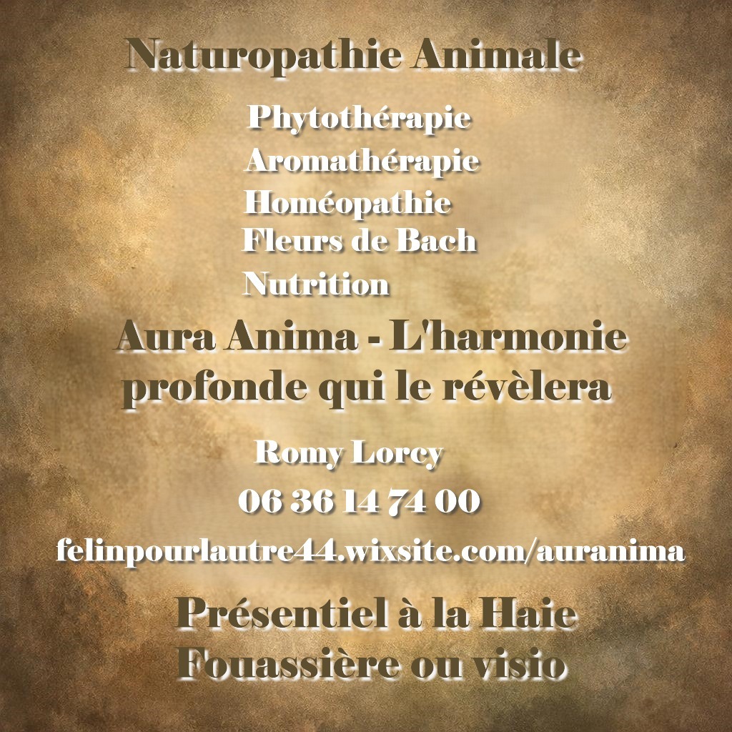 photo activite Aura Anima