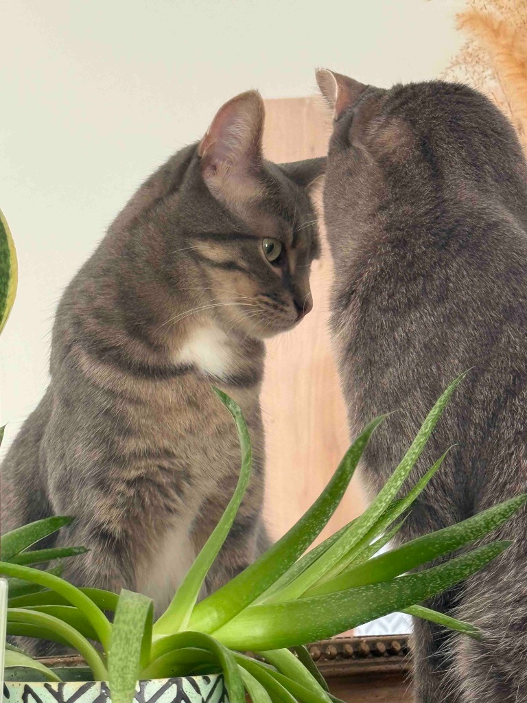 photo activite GOSSIPET