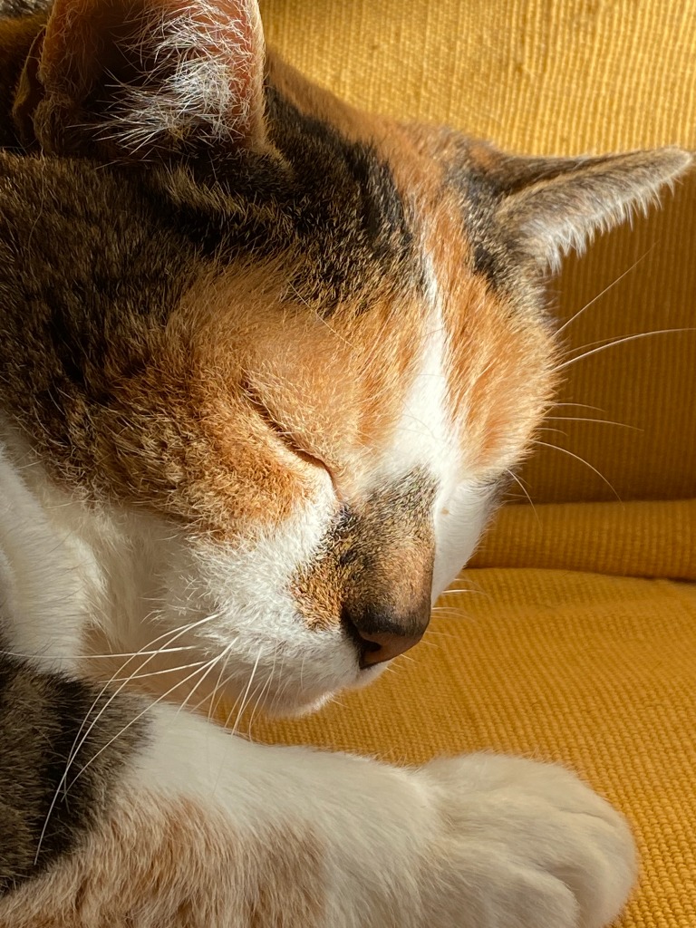 photo portrait GOSSIPET