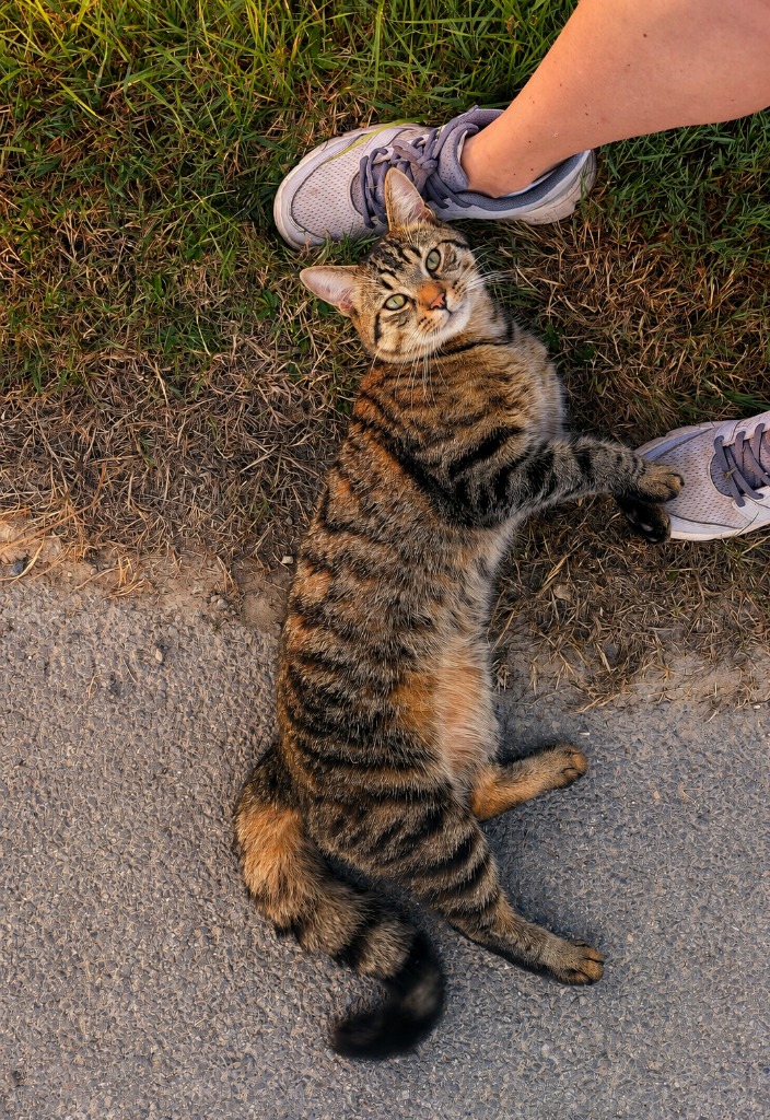 photo seance Âme Animale - Naturopathie Animalière