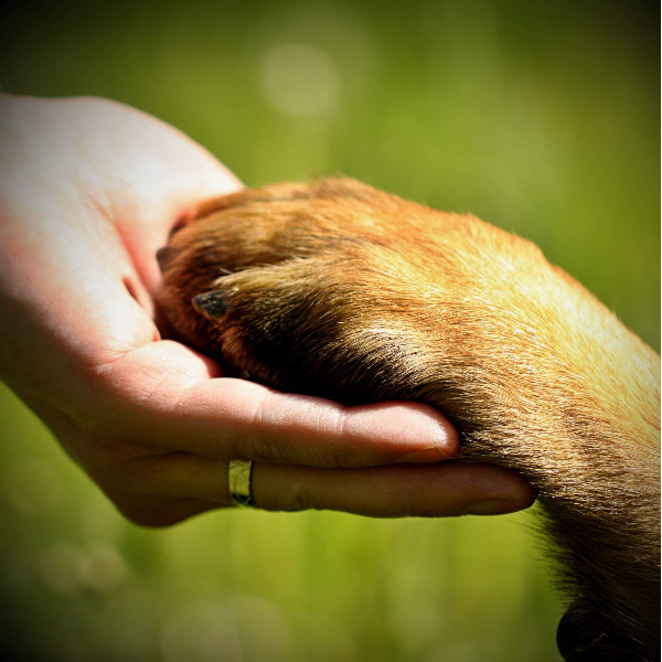 Piam Piam médiation par l'animal 