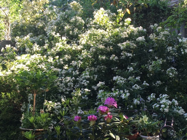 photo cabinet Charlotte de Bouteiller
