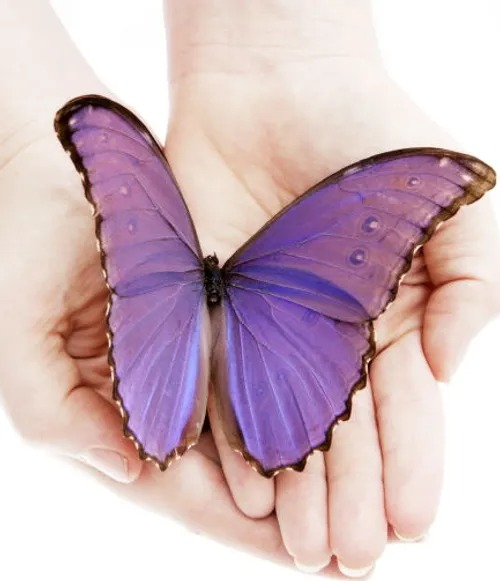 photo cabinet BAUDET Oriabelle