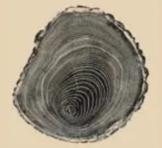 photo cabinet Stéphane Freschi