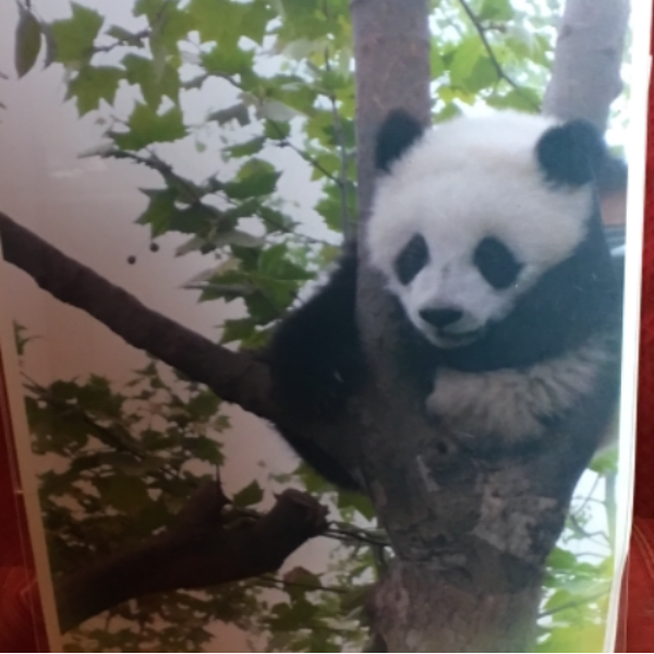 ÉNERGÉTIQUE TRADITIONNELLE CHINOISE 