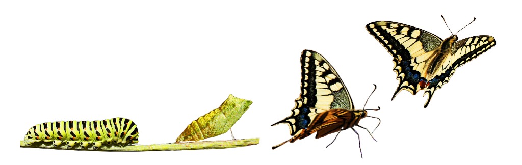 photo cabinet Maria del Pilar CARRENO CARRENO MARIA