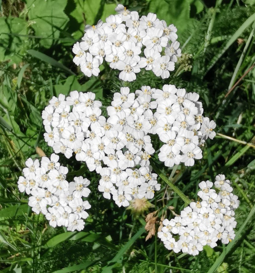 photo activite Geraldine CACHEUX