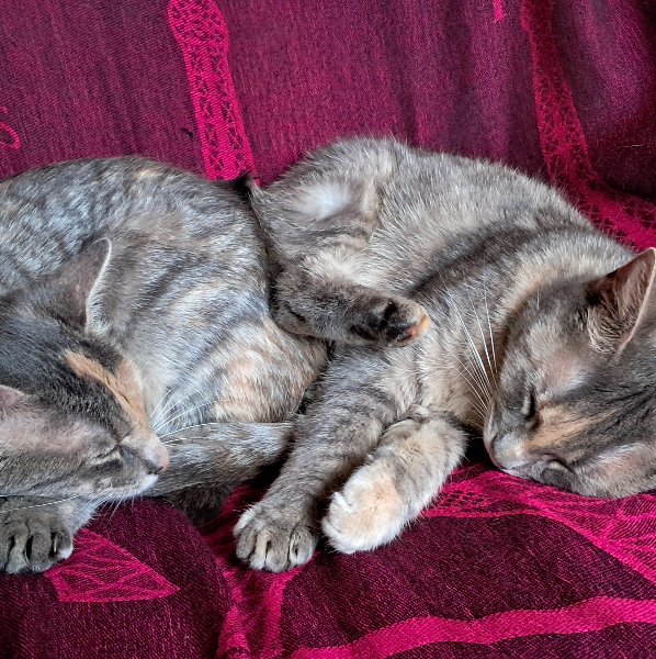 DOUCHET-DUPONT Karen