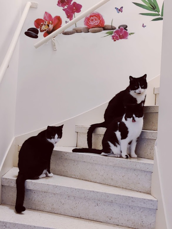 photo cabinet PERNOT