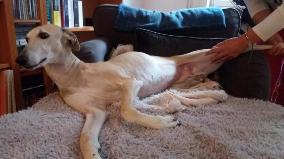 photo activite Shiatsu Bien-être Canin