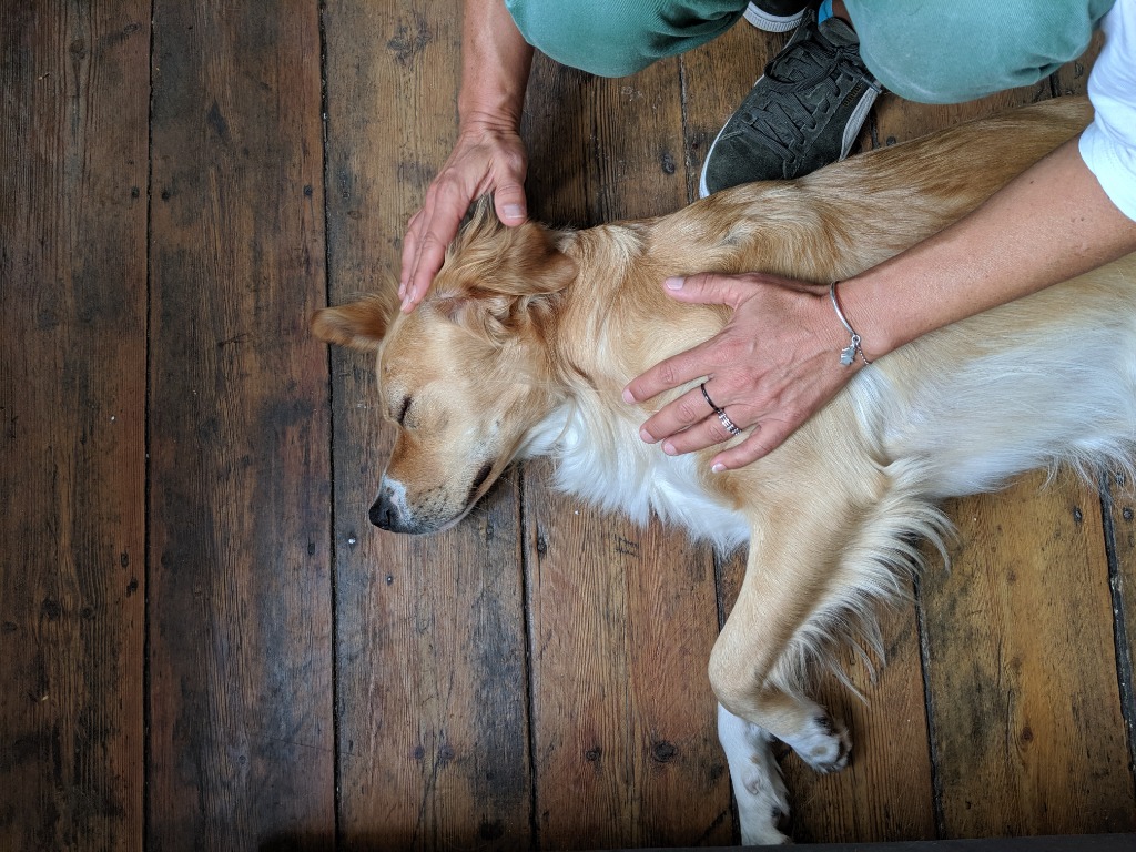 photo cabinet Shiatsu Bien-être Canin