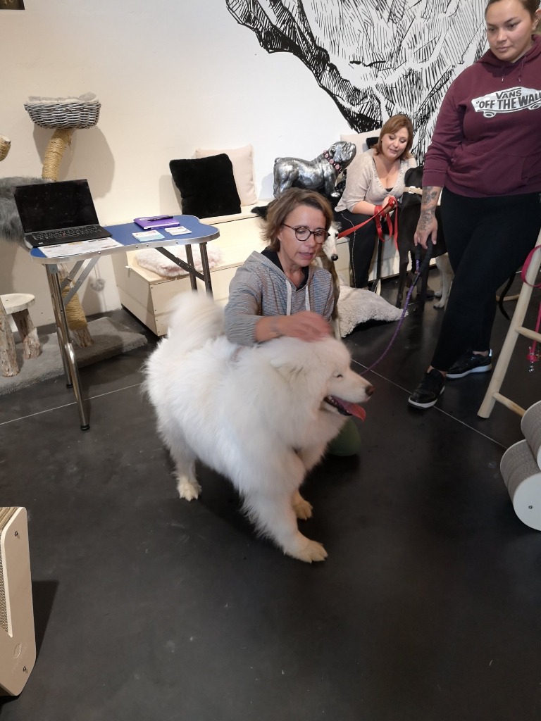 photo portrait Shiatsu Bien-être Canin