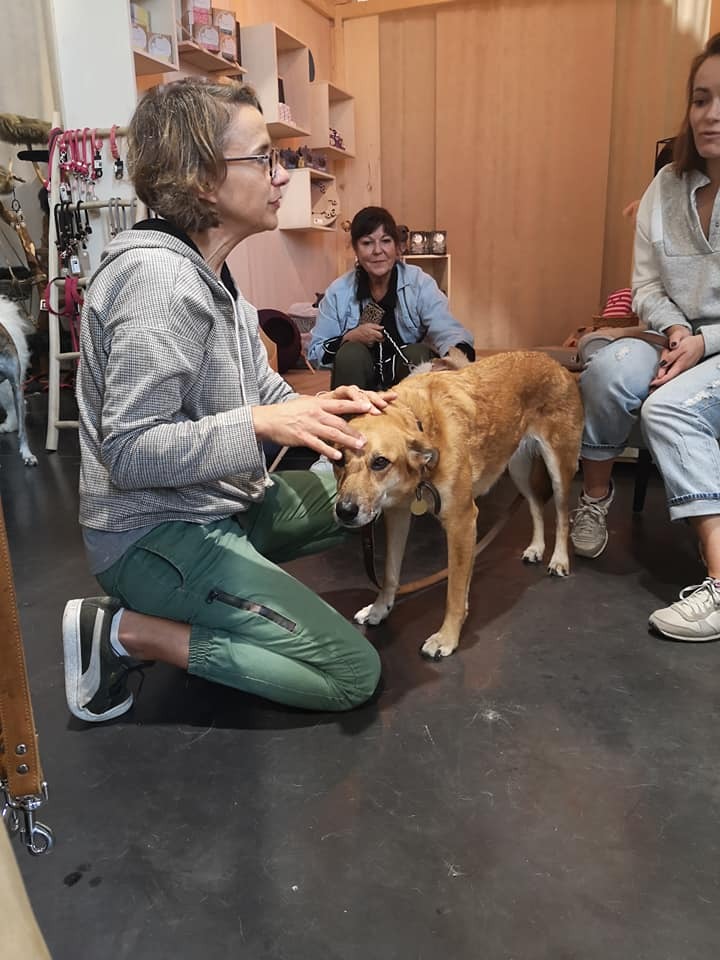 photo seance Shiatsu Bien-être Canin