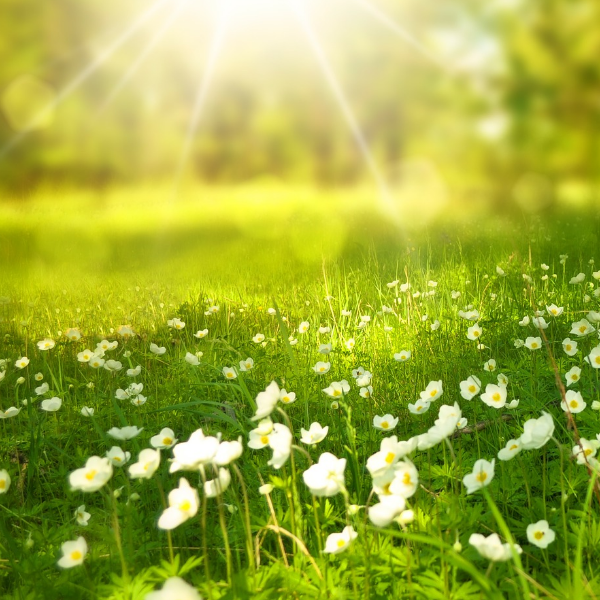 DOMINIQUE DERNONCOURT