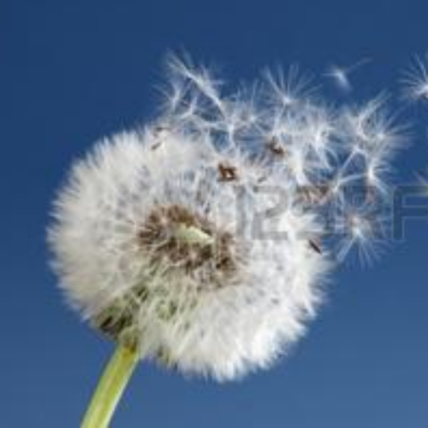 VALERIE DURAND-FONTELLE