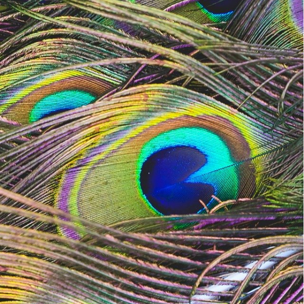 Laurence AUFEVRE MEUNIER