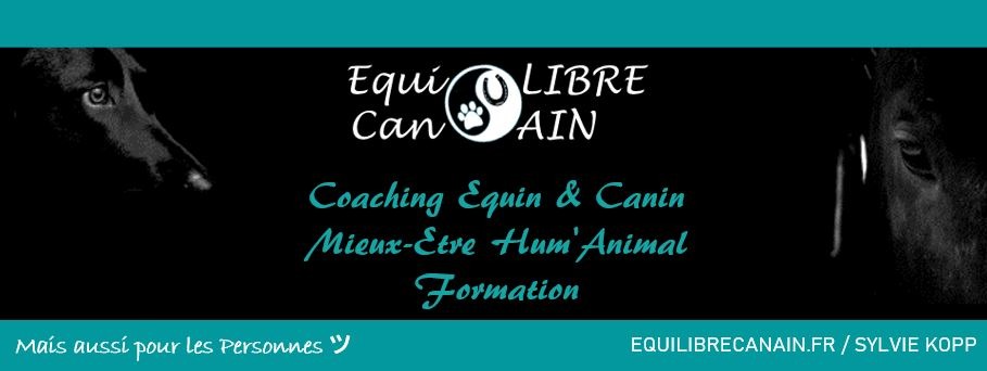 photo cabinet Sylvie Kopp EquiLIBRE CanAIN