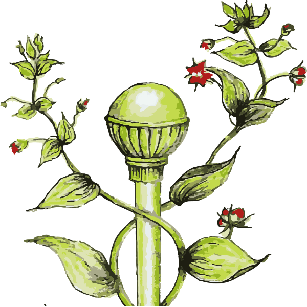 hanus eve, Naturopathe