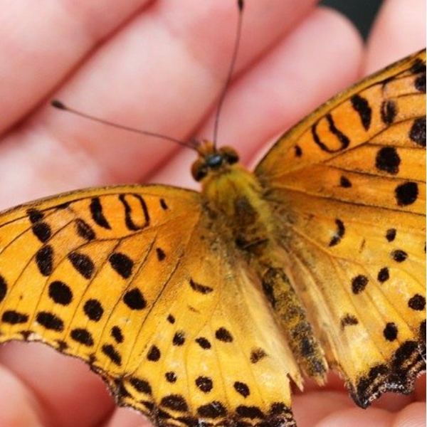 Nissa Nature Learning