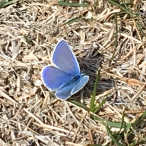 Christelle MALANDAIN