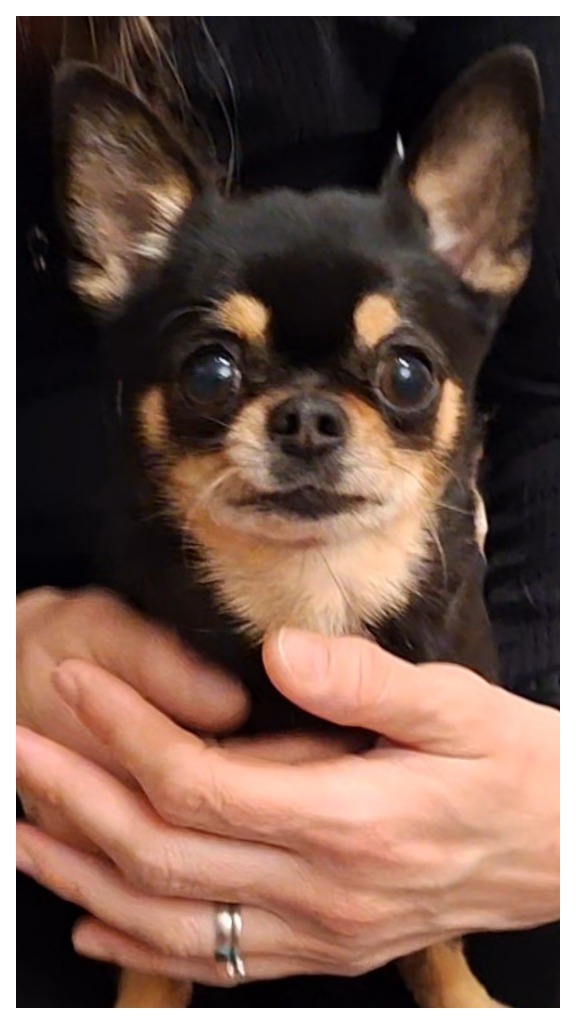 photo cabinet ISABELLE METER