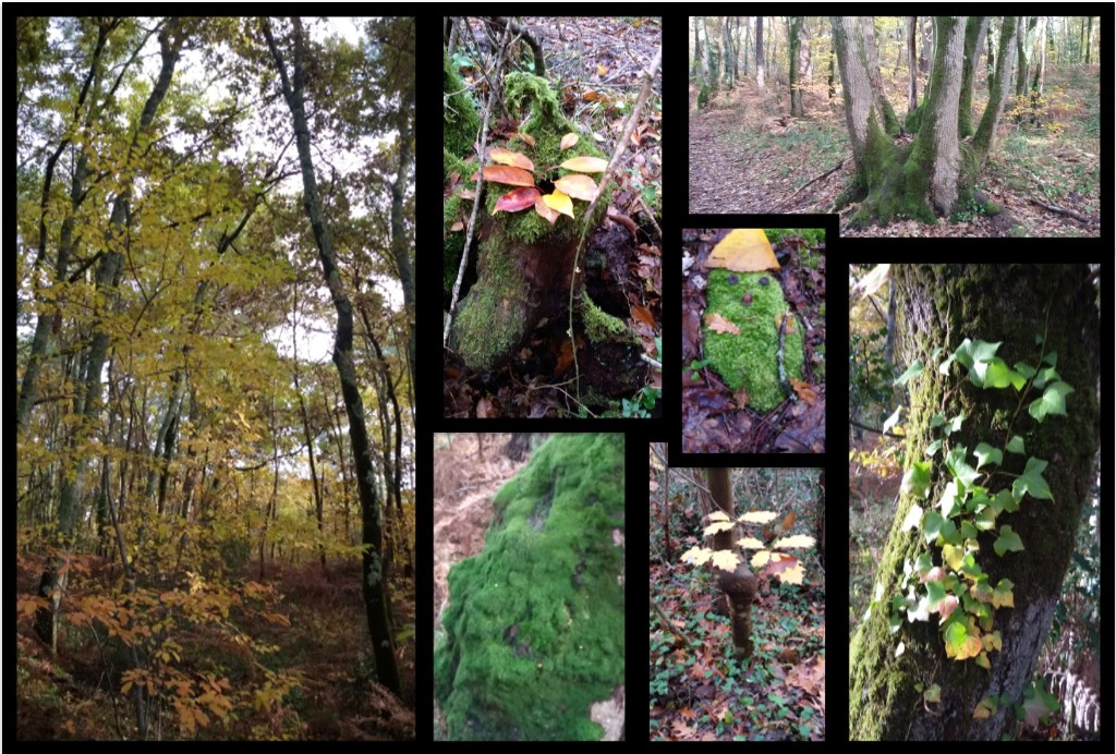 photo activite SYLVIE FORTUN