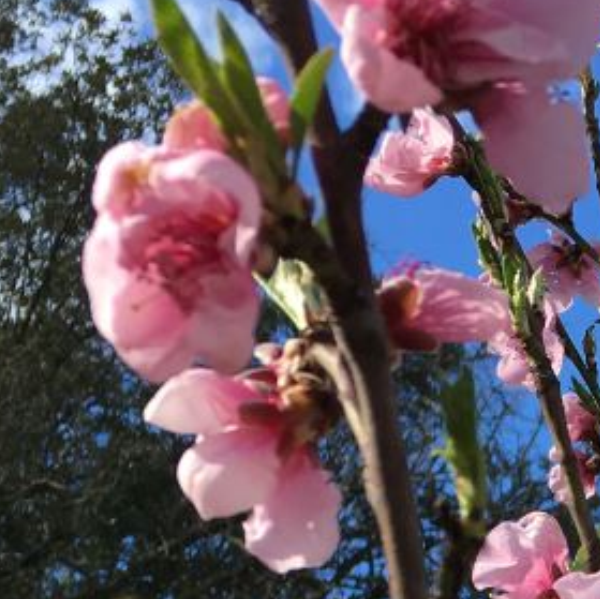 Christine - NaturaSud