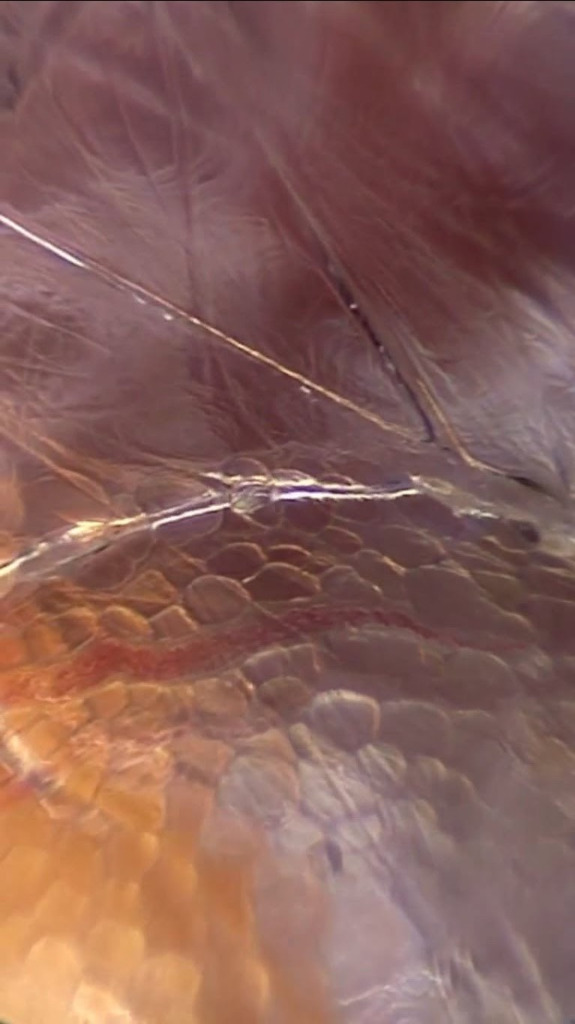 photo activite Murielle Zamora