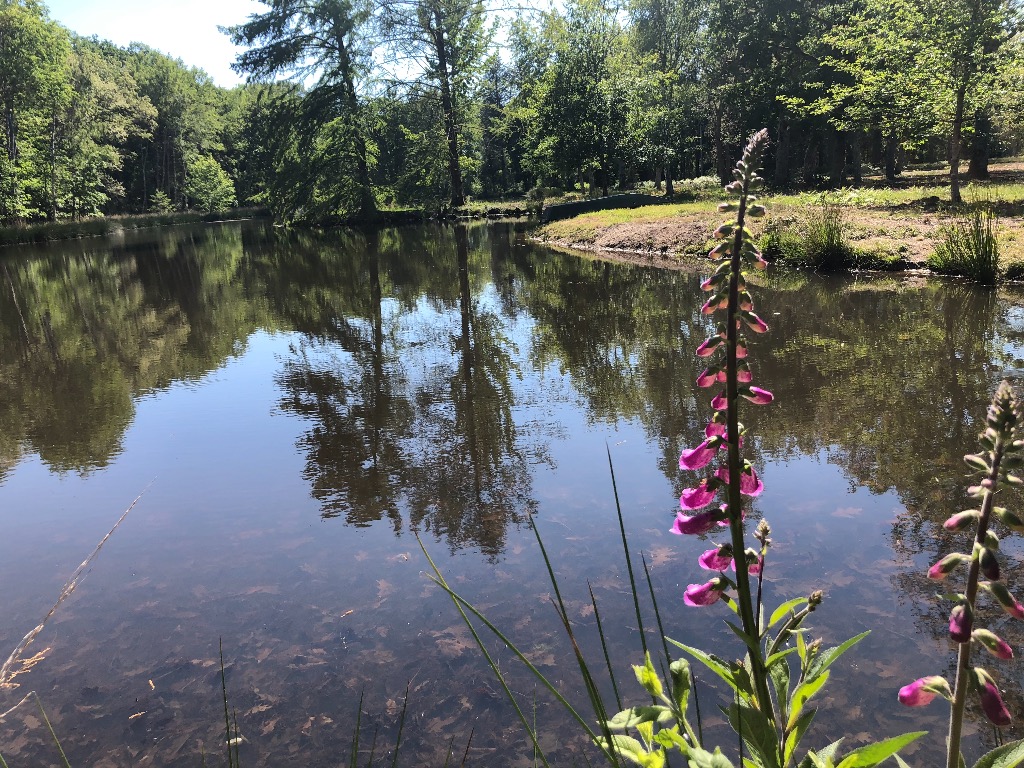 photo activite Florence PASSERIEUX FRÉMINET