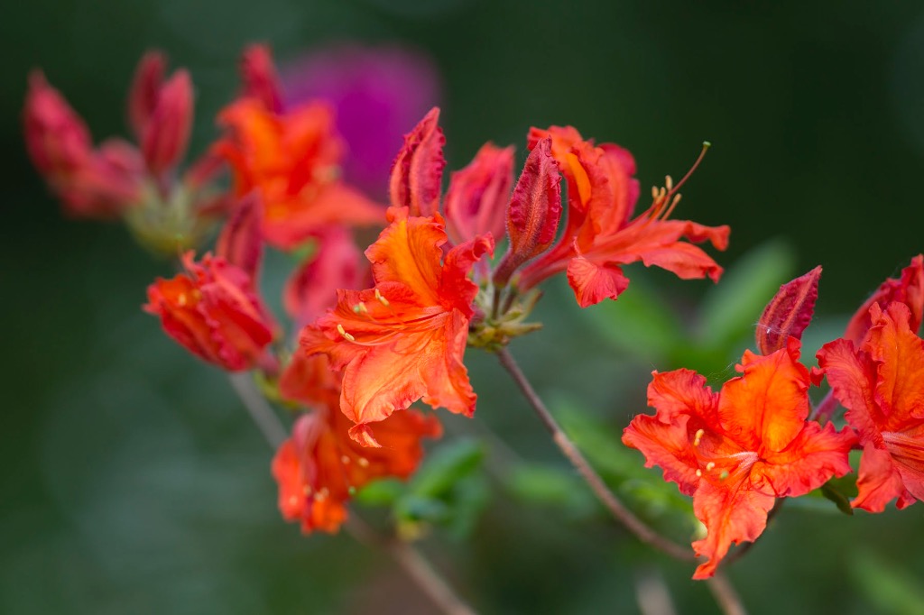 photo portrait Florence PASSERIEUX FRÉMINET