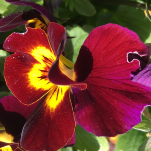 ROUGE CARRASSAT FLORENCE