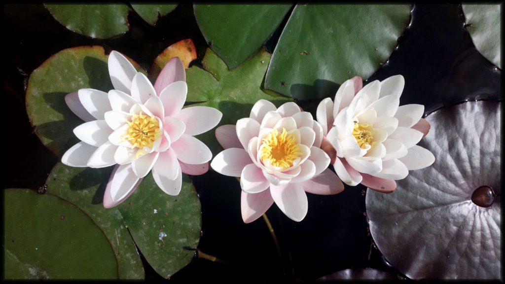 photo cabinet Amély MONTEL