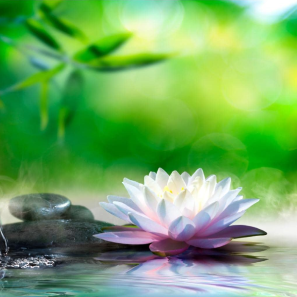 SYLVIANE PHLIPPOTEAU