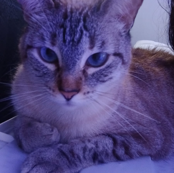 Carlos Dias Hypnose95 